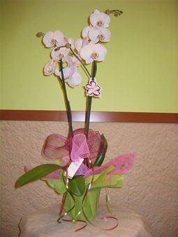 Orquídea planta con envoltorio decorativo