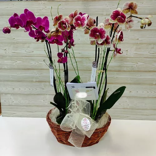 Plantas